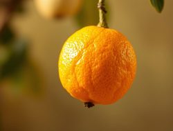 Manfaat Buah KESEMEK untuk Kesehatan dan Kecantikan
