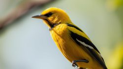 Panduan Lengkap Memelihara Burung Cendet