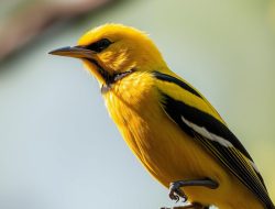 Panduan Lengkap Memelihara Burung Cendet