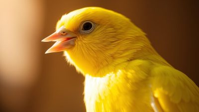 Burung Kenari